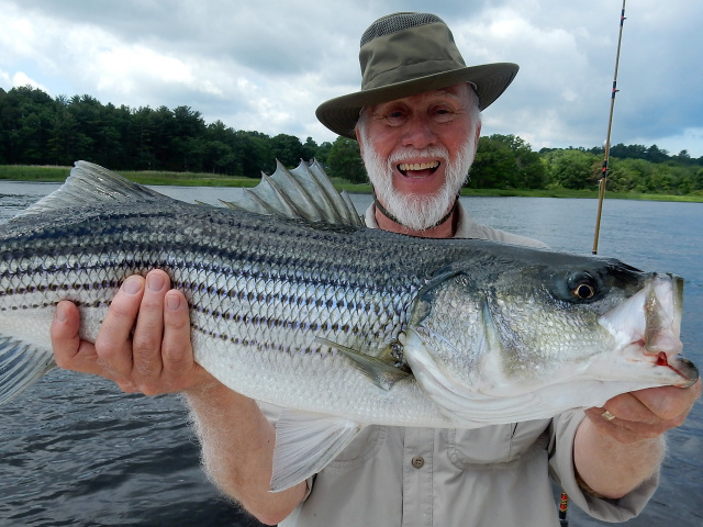 Striped Bass on The Merrimack River!